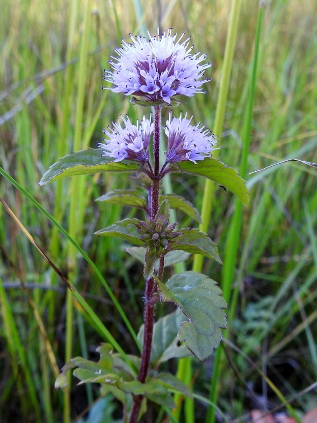 Mentha aquatica subsp. litoralis - merivesimintun kukinto muodostuu monikukkaisista ja tiiviistä valekiehkuroista, jotka ovat varren ja toisinaan myös latvan kukintoalueen haarojen kärjessä sekä sijaitsevat usein myös yhdessä tai kahdessa varren kärjen alapuolisessa lehtihankaparissa. Latvan valekiehkura on yleensä puolipallomainen ja läpimitaltaan tavallisesti noin 15-20 mm. Alemmat valekiehkurat ovat vähäkukkaisempia, ja niillä on yleensä noin 2-6 mm pitkä, karvainen kukintoperä. Merivesimintun normaali kukinta-aika kestää heinäkuun loppupuolelta syyskuun alkupuolelle. 8.8.2026. Copyright Hannu Kämäräinen.