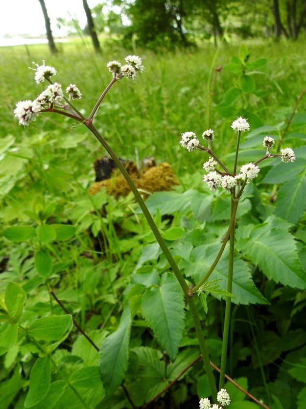 Sanicula europaea - (euroopan)haavayrtin varret ovat haarattomat tai lehtihankaisesti niukasti haarovat, liereät, täyteiset ja vihreäsävyiset tai ainakin osittain punaruskeat. 10.6.2024. Copyright Hannu Kämäräinen.