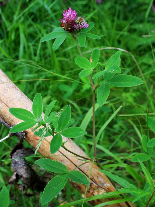 Trifolium medium - metsäapilan varret ovat haarattomat tai haarovat, mutkaiset, liereät ja vihreäsävyiset tai ainakin osittain punertavat - ruskehtavat. EH, Hämeenlinna, Loimalahti, Hirsimäki, Näsiäntien varrella olevan pihamaan ja metsäalueen raja, 22.7.2009. Copyright Hannu Kämäräinen.