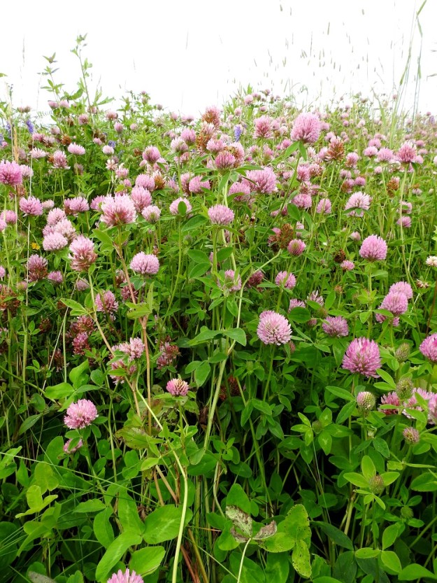 Trifolium pratense - puna-apilan kuvassa oleva muunnos, niittypuna-apila on monivuotinen ja tavallisesti noin 15-50 cm pitkä ruoho. Toinen muunnos, peltopuna-apila, var. sativum, on kaksi- tai kolmivuotinen ja tavallisesti noin 40-60 cm pitkä. EH, Hämeenlinna, Loimalahti, Sampo, Sammontien varrella oleva niittyalue, 24.7.2017. Copyright Hannu Kämäräinen.