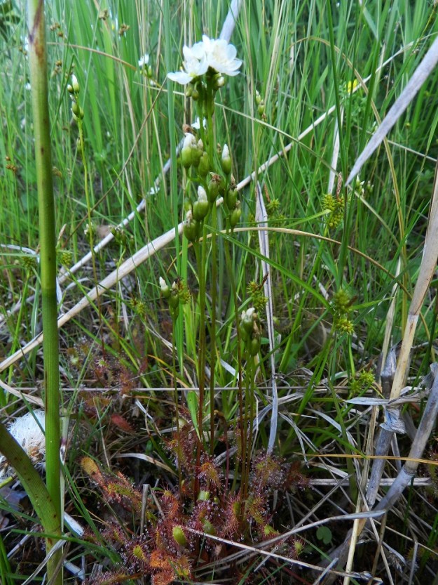 Drosera anglica - pitkälehtikihokki on yksivanainen, jota on vaikea uskoa erittäin tiheissä kasvustotuppaissa. Sen juurakko muodostuu pitkähköstä, ohutjuurisesta kimpusta, joka voi haaroa yläosastaan ja kasvattaa jälkisilmuista rinnalleen uusia ruusukkeita. Näin ollen tiheä tupas on usein kokonaan samaa kasvullisesti levittäytynyttä yksilöä, joskin joukossa voi olla myös varisevista siemenistä syntyneitä taimia. PK, Juuka, Kopravaara, Kopravaarantien länsipuolella oleva Valkealampi, koillispuoli, Akanlahden ranta leirintäalueen kohdalla, 11.7.2011. Copyright Hannu Kämäräinen.