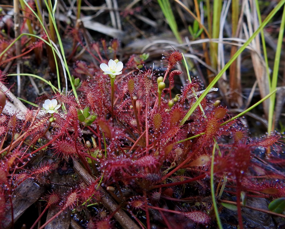 Drosera intermedia - pikkukihokin juurakko koostuu pitkähköstä juurikimpusta, joka haaroo yläosastaan ja muodostaa silmuistaan laajenevia, tiheitä kasvustoja. Kuvassa kukintovanat ovat tyypillisesti enintään vain hieman lehtiä pitemmät. 16.7.2026. Copyright Hannu Kämäräinen.