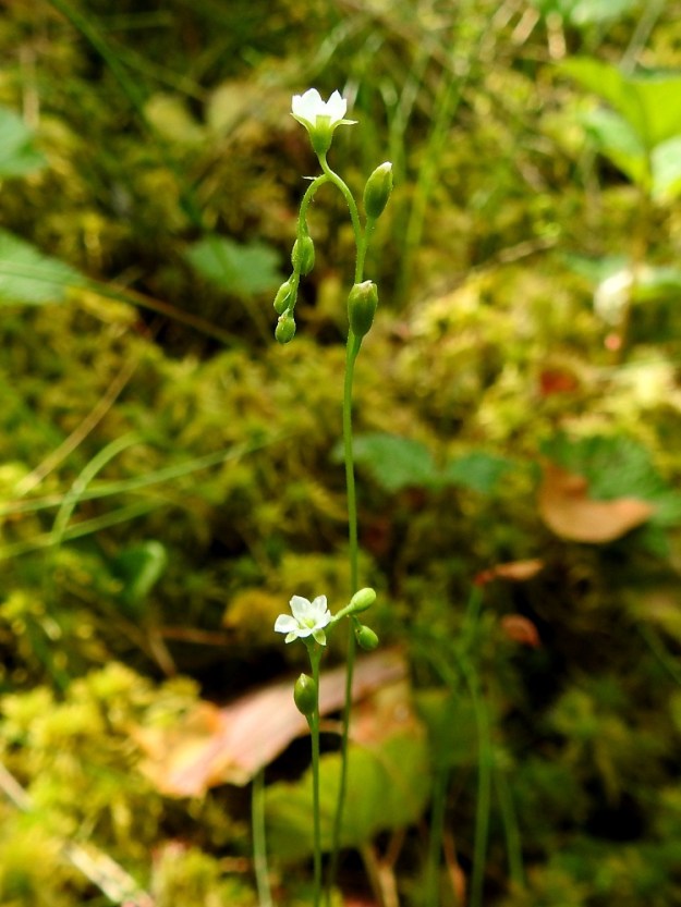 Drosera rotundifolia - pyöreälehtikihokin kukinto on vanan kärjessä oleva, toispuolinen kiemuraviuhko, joka on täysikasvuisena tavallisesti noin 6-10-kukkainen ja erityisesti nuppuiselta kärkiosaltaan alaspäin. Kukinto on suorana yleensä noin 20-40 mm pitkä. EH, Hämeenlinna, Pullerinmäki, Ahvenistonharjun juurella olevan Kahtoilammen luoteispään rantasuo, 11.7.2021. Copyright Hannu Kämäräinen.