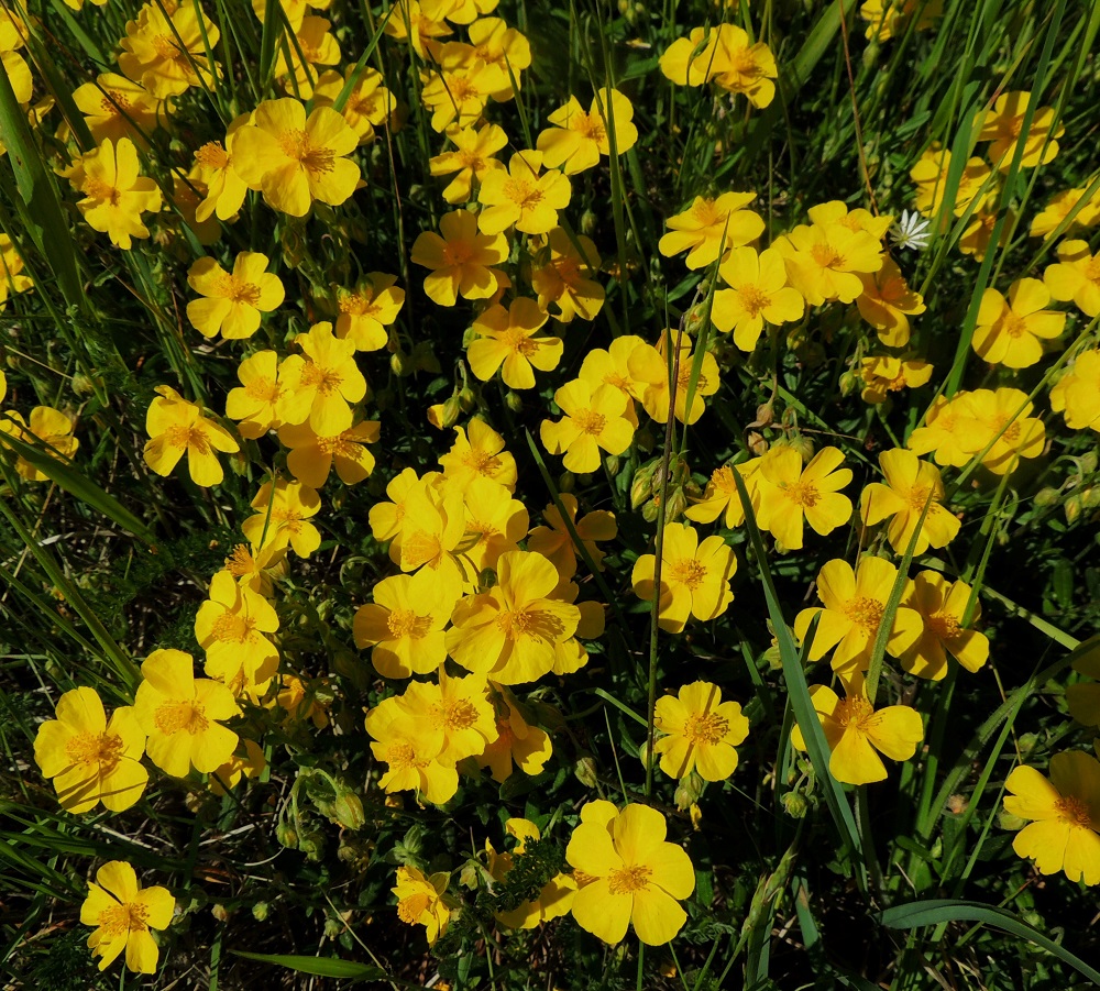 Helianthemum nummularium - kultapäivännoudon juurakko on pitkä, haarova ja tiheitä sekä laajojakin kasvustoja muodostava. Lajin hyvinvointia uhkaa pahiten kasvupaikkojen rehevöityminen ja umpeutuminen. A, Sund, Tosarby, Bomarsundiin vievän maantien (tie 2) laitaketo noin 1 km Tosarbyn tienhaarasta itään, 10.6.2014. Copyright Hannu Kämäräinen.