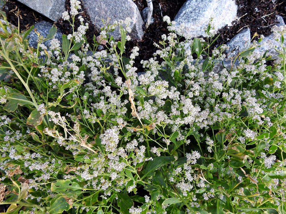 Lepidium latifolium - isokrassin parhaan kukinnan aikaan kasvustojen latvat ovat tiheästi valkopalleroiset. Kasvukauden aikana varsikot usein lakoavat merituulten ja joskus aaltojenkin vaikutuksesta. 4.8.2026. Copyright Hannu Kämäräinen.