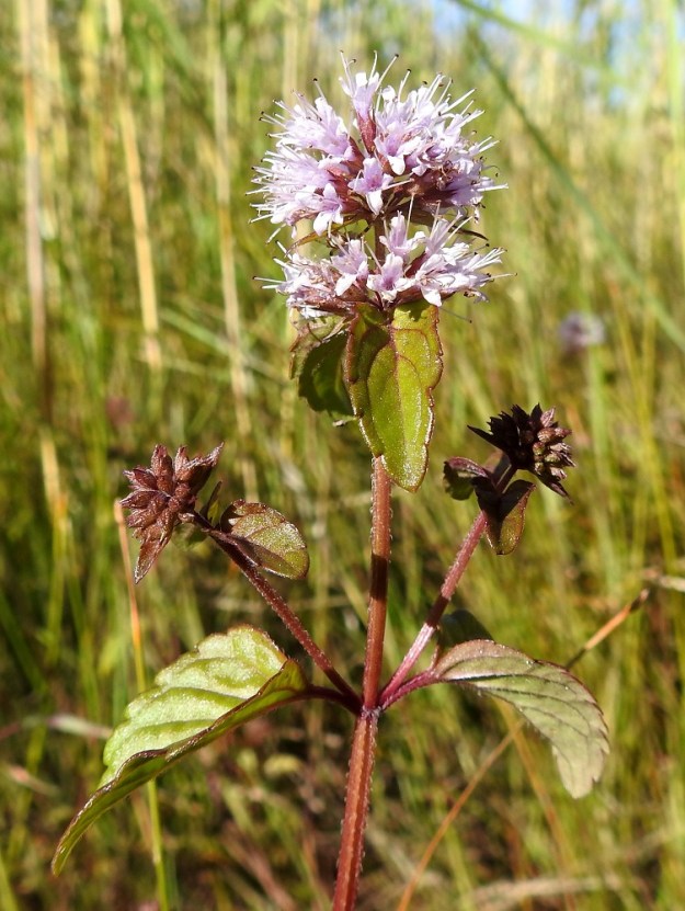 Mentha aquatica subsp. litoralis - merivesimintun mahdolliset latvan kukintoalueen haarat ovat yleensä noin 1,5-3 cm pitkiä. Purovesimintun, var. aquatica, latva-alueen haarat ovat jopa 15-20 cm pitkiä, ja niissä on useita lehtipareja. Merivesimintun varsi on vihreäsävyinen tai punaruskea, nelisärmäinen ja kalju tai jossain määrin yläosastaan alaspäin suuntautuneesti karvainen. Purovesimintun varsi on lehdetöntä tyviosaa lukuun ottamatta karvainen. Sen latvaosa on lähes tai aivan peittävästi tiheäkarvainen. 8.8.2026. Copyright Hannu Kämäräinen.