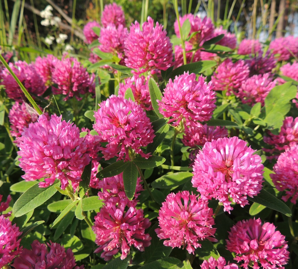 Trifolium medium - metsäapilan juurakko on pitkä, haarova, maarönsyinen ja vaakatasossa levittäytyvä muodostaen tiheitä ja laajojakin kasvustolaikkuja. Hernekasveille tyypillinen juuriston kyky varastoida juurinystyröihinsä maaperän nystyräbakteerien ilmasta sitomaa typpeä mahdollistaa metsäapilalle kasvun karuillakin paikoilla, kunhan valoa on riittävästi. Parhaimmillaan aukoton kasvutapa syrjäyttää kilpailijat kokonaan loitommalle. EH, Hämeenlinna, Majalahti, Louhoksentien laitaruohikko metsän reunassa, 26.6.2013. Copyright Hannu Kämäräinen.