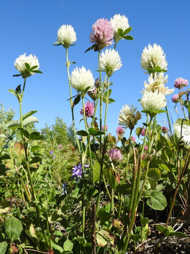Trifolium pratense - puna-apilan kukinnot ovat varren ja haarojen kärjessä. Ne ovat tähkämäisen tiheästi monikukkaiset. Kuvassa on myös valkokukkaista muotoa. Lehdet ovat varrella kierteisesti. Normaali kukinta-aika on kesä-elokuu. PeP, Kemi, Ajos, Mäntynokka, Ajoksentieltä (tie 920) Korostennokkaan vievän Jatulintien laitaruohikko, 12.7.2018. Copyright Hannu Kämäräinen.