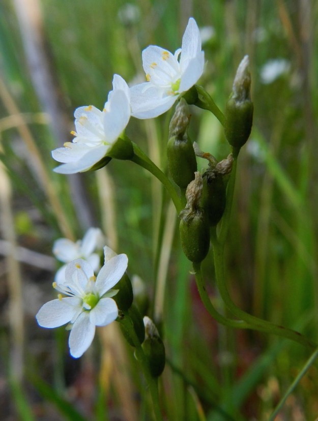 Drosera anglica - pitkälehtikihokin kukinto pitenee kukinnan edetessä. Samalla, kun kärkeen avautuu uusia kukkia, alemmat ovat jo siirtymässä hedelmävaiheeseen. Kukkaperä on yleensä noin 1-3 mm pitkä, mutta alimmissa kukissa se voi toisinaan olla jopa 8 mm pitkä, kuten kuvan kukinnossa. PK, Juuka, Kopravaara, Kopravaarantien länsipuolella oleva Valkealampi, koillispuoli, Akanlahden ranta leirintäalueen kohdalla, 11.7.2011. Copyright Hannu Kämäräinen.