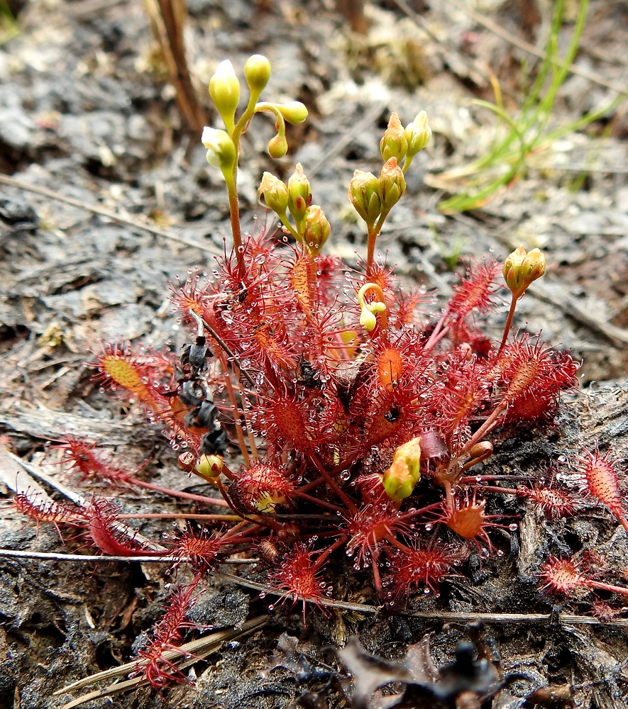 Drosera intermedia - pikkukihokin vanan kärkikukinto on toispuolinen kiemuraviuhko, jossa on yleensä kahdesta seitsemään kukkaa. Se on nuppuiselta kärkiosaltaan usein alaspäin nuokkuva. Kukinto on suorana tavallisesti noin 5-20 mm pitkä. Kukkaperä on yleensä noin 1-2 mm pitkä. Samalla kun kasvustosta nousee uusia kukintovanoja, varhaisemmat vanat ovat jo hedelmävaiheessa. A, Eckerö, Käringsundby, Träsketin luonnonsuojelualueen pohjoispuolella oleva Degermyra, Träsketin suoalueen ja avokallioalueen raja luontopolun läheisyydessä, 15.7.2022. Copyright Hannu Kämäräinen.
