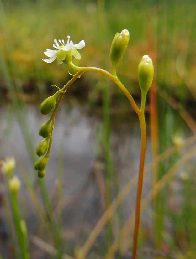 Drosera rotundifolia - pyöreälehtikihokin kukkaperä on useimmiten noin 1-5 mm pitkä. Sen tyvellä on rihmamaisen kapea ja noin 1-2,5 mm pitkä tukilehti, joka varisee pois kukinnan aikana. Vanan yläosa, kukintoranka, kukkaperä ja verhiö ovat hyvin lyhyesti nystykarvaiset. Kukinnosta on useimmiten vain yksi kukka kerrallaan avoinna ja sekin vain aurinkoisella säällä enintään muutaman tunnin ajan. EH, Somero, Viuvala, Viuvalannummi, Heposuo, luonnonsuojelualue, suon länsipää, pienen allikon laide, 4.7.2013. Copyright Hannu Kämäräinen.