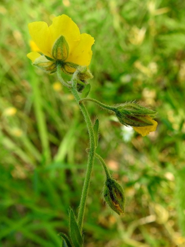 Helianthemum nummularium - kultapäivännoudon varsi on vihreä- tai punaruskeasävyinen, liereä ja tiheästi vaalean lyhytkarvainen. Kukintorangassa ja kukkaperän tyvellä on kukinto- ja tukilehtiä, jotka ovat suikeat tai kapeanpuikeat, vihreät ja karvaiset sekä noin 3-7 mm pitkät ja noin 0,5-1,5 mm leveät. Kukkaperä on kukintavaiheessa pystyhkö mutta nuppuvaiheessa ja kukinnan jälkeen nuokkuva. Se on yleensä noin 5-10 mm pitkä ja varren sekä kukintorangan tavoin karvainen. Karvoitus usein pitenee lähempänä verhiötä. A, Finström, Bastö, koilliskulma, Ekudden, tammi- ja saarnivaltainen niemi, niemen länsipuolen tasaisen kallioalueen laide, 22.6.2023. Copyright Hannu Kämäräinen.