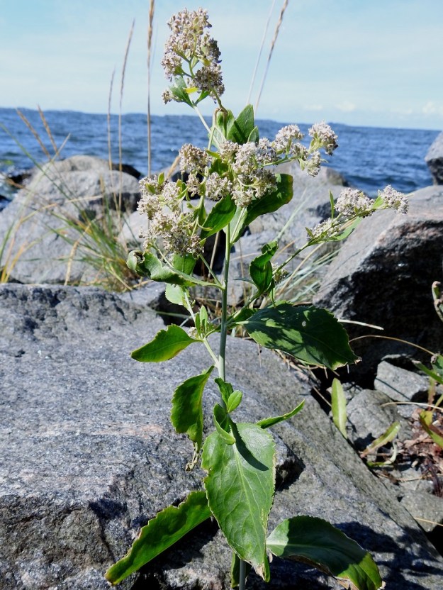 Lepidium latifolium - isokrassin kukintojen päähaarat ovat ylimpien varsilehtien hangassa. Normaali kukinta-aika on heinä- ja elokuu. Isokrassi poikkeaa ulkomuodoltaan ja kooltaan suuresti muista krasseista, joihin sitä ei voi sekoittaa. 4.8.2026. Copyright Hannu Kämäräinen.