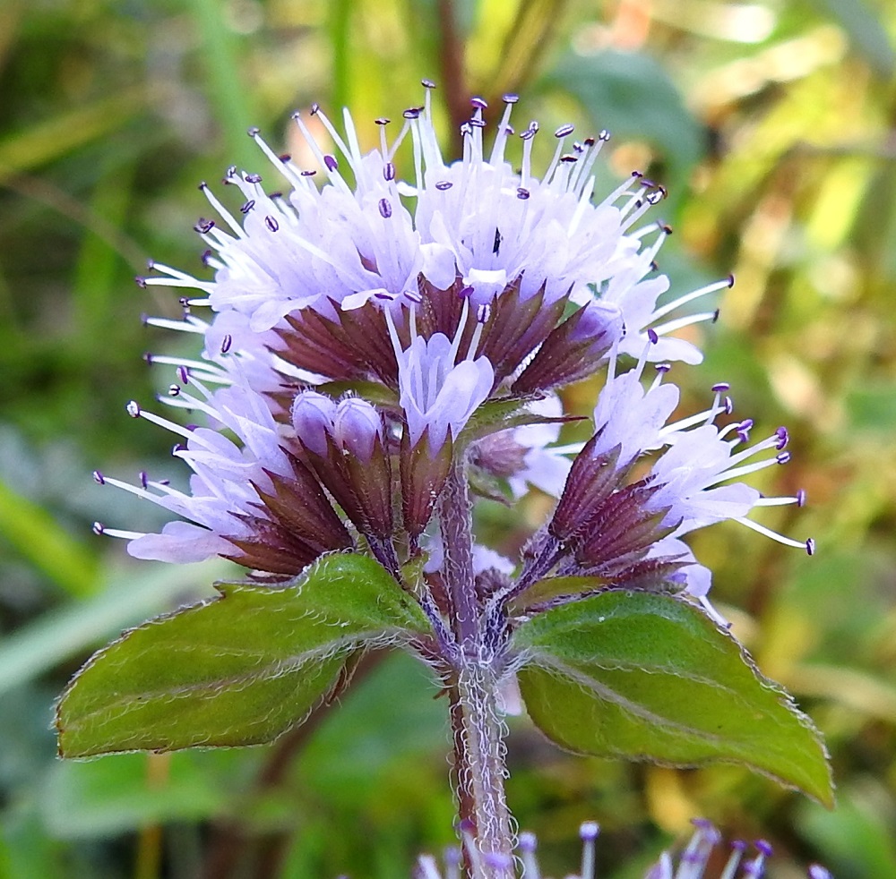 Mentha aquatica subsp. litoralis - merivesimintun kukintokiehkuroiden tyvellä on hankalehtien lisäksi yksi tai kaksi paria pieniä tukilehtiä, jotka ovat suikeat - kapeanpuikeat ja teräväkärkiset. Ne ovat yleensä noin 3-7 mm pitkät ja leveimmältä kohtaa noin 0,5-3 mm leveät. Valekiehkuran yksittäisten kukkien perä on noin 1,5-2 mm pitkä ja karvainen. Verhiö on enemmän tai vähemmän punaruskea ja kapean kellomainen sekä säteittäinen, karvainen ja öljynystyinen. Se on selvä- ja 13-suoninen, noin 3-4 mm pitkä ja päästään viisiliuskainen. Liuskat ovat kapean kolmiomaiset, suipon teräväkärkiset, ja niiden osuus verhiön pituudesta on noin 1-1,5 mm. 8.8.2026. Copyright Hannu Kämäräinen.