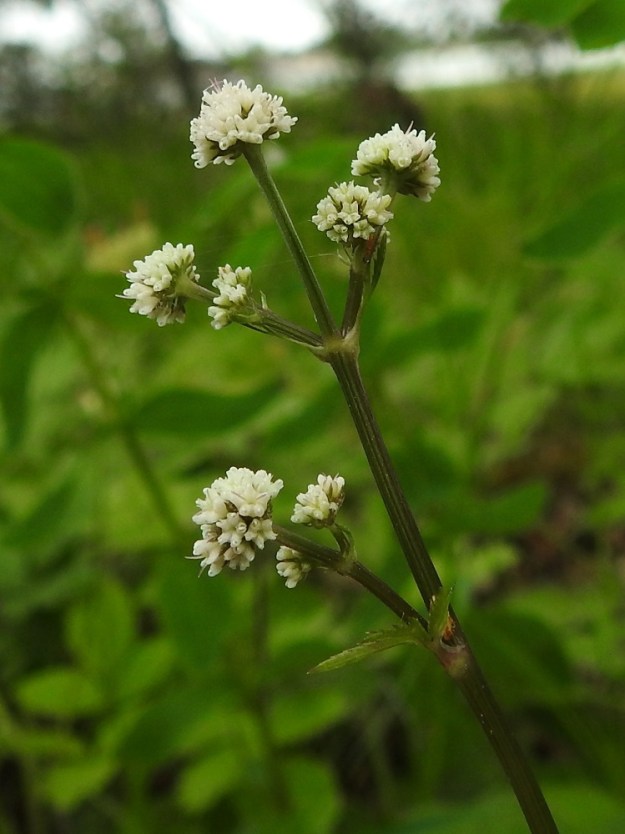 Sanicula europaea - (euroopan)haavayrtin kukintorakenteessa on variaatioita. Joskus kärjen pääsarjan alapuolella voi olla myös lyhytperäinen sivusarja. 18.6.2023. Copyright Hannu Kämäräinen.