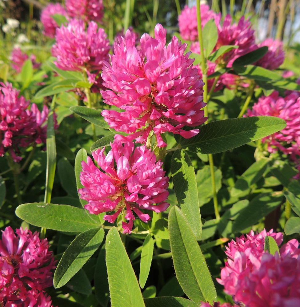 Trifolium medium - metsäapilan kukinnot ovat varren ja haarojen ylimmissä lehtihangoissa. Ne ovat tähkämäisen tiheästi monikukkaiset, pyöreän pallomaiset tai hieman pitkänomaiset, tavallisesti noin 20-40 mm pitkät ja noin 25-35 mm leveät. Kukintoperä on noin 5-50 mm pitkä. EH, Hämeenlinna, Majalahti, Louhoksentien laitaruohikko metsän reunassa, 26.6.2013. Copyright Hannu Kämäräinen.