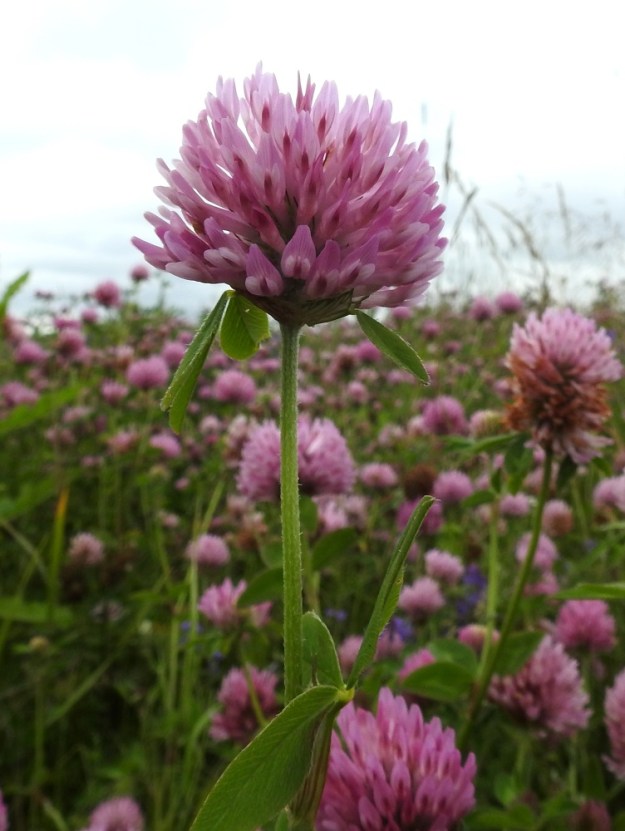 Trifolium pratense - puna-apilan muunnoksella, niittypuna-apilalla, kukinnot ovat lähes pyöreän pallomaiset, tavallisesti noin 20-30 mm pitkät ja noin 20-25 mm leveät. Ne ovat lähes aina yksittäin. Kukinto on vallitsevasti perätön niin, että ylin lehtipari on suojus- tai tukilehtimäisesti aivan kukinnon tyvellä. Varsi on täyteinen tai epäselvästi ontto ja yläosastaan tiheästi myötäkarvainen. EH, Hämeenlinna, Loimalahti, Sampo, Sammontien varrella oleva niittyalue, 24.7.2017. Copyright Hannu Kämäräinen.