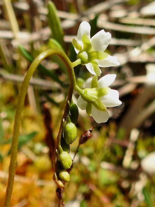Drosera anglica - pitkälehtikihokin kukinto on vanan kärjessä oleva toispuolinen kiemuraviuhko, jossa on yleensä kolmesta kuuteen kukkaa. Joskus kukkia voi olla kymmenenkin, kuten kuvan kukinnossa. Viuhko on erityisesti nuppuiselta kärkiosaltaan alaspäin nuokkuva sekä harvoin niukasti haarova. Kukinto on suorana tavallisesti noin 15-50 mm pitkä. Kukkaperän tyvellä on rihmamaisen kapea ja noin 1-2 mm pitkä tukilehti, joka usein varisee pois jo nuppujen avautuessa. Verhiö on kärjestään viisiliuskainen ja kaikkiaan noin 4-5 mm pitkä. Kärkiliuskat ovat lähinnä kapeanpuikeat, suippo- tai pyöreäpäiset, noin 1,2-2 mm leveät, ja niiden osuus verhiön kokonaispituudesta on noin 2-3 mm. Vanan yläosa, kukintoranka, kukkaperä ja verhiö ovat hyvin lyhyesti nystykarvaiset. EH, Hattula, Hyrvälä, Kuivajärvi-lammen eteläpään lounaissivu, rimpinen rantaneva, luonnonsuojelualue, 22.6.2026. Copyright Hannu Kämäräinen.