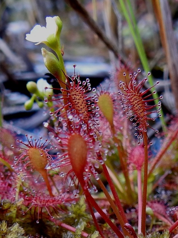 Drosera intermedia - pikkukihokin kukan verhiö on kärjestään viisiliuskainen ja kaikkiaan noin 3-3,5 mm pitkä. Kärkiliuskat ovat lähinnä kapeanpuikeat, suippo- tai pyöreäpäiset, noin 1,2-1,5 mm leveät, ja niiden osuus verhiön kokonaispituudesta on noin 2 mm. 16.7.2026. Copyright Hannu Kämäräinen.