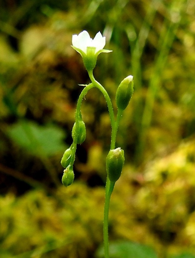 Drosera rotundifolia - pyöreälehtikihokin verhiö on kärjestään viisiliuskainen ja kaikkiaan noin 4-5 mm pitkä. Kärkiliuskat ovat lähinnä kapeanpuikeat, suippopäiset, kuten kuvassa tai pyöreäkärkiset, kuten edellisessä kuvassa ja noin 1-1,8 mm leveät. Niiden osuus verhiön kokonaispituudesta on noin 2,5-3 mm. EH, Hämeenlinna, Pullerinmäki, Ahvenistonharjun juurella olevan Kahtoilammen luoteispään rantasuo, 11.7.2021. Copyright Hannu Kämäräinen.