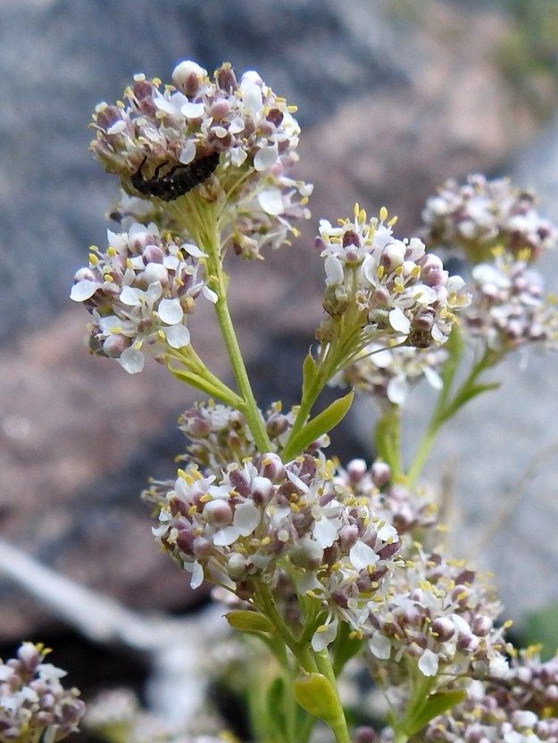 Lepidium latifolium - isokrassin kukintojen uloimmat tukilehdet ovat suikeat - kapean vastapuikeat, otakärkiset ja usein noin 2-15 mm pitkät. Kukinnossa uloimpina ovat monikukkaiset, tiheät, pyöreähköt ja kukkiessaan läpimitaltaan noin 8-15 mm olevat tertut. 4.8.2026. Copyright Hannu Kämäräinen.