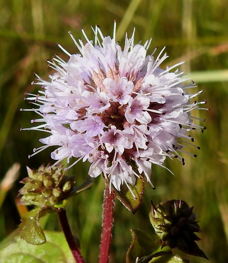 Mentha aquatica subsp. litoralis - merivesimintun teriö on vaalean sinipunainen, yhdislehtinen ja pitkätorvinen sekä päästään hieman kaksihuulinen ja lähes säteittäisesti neliliuskainen. Liuskat ovat pyöreähkö- tai tylppäkärkiset. Ylähuuli on levein ja yleensä lovipäinen. Alahuulen kolme liuskaa ovat keskenään samankokoiset. Teriö on selvästi verhiötä pitempi ja noin 5,5-6 mm pitkä. Liuskojen osuus siitä on noin 1,5-2 mm. 8.8.2026. Copyright Hannu Kämäräinen.