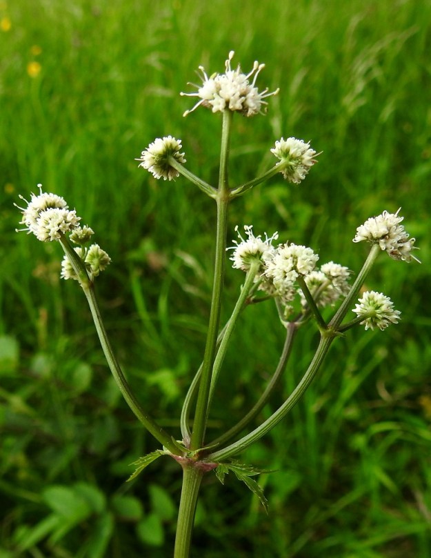 Sanicula europaea - (euroopan)haavayrtin kukintokokonaisuus voi rehevimmillään muodostua varren kärjestä lähtevästä ryppäästä pääsarjoja, jolloin kukinto on kokonaisuudessaan jo kolmeen kertaan kerrannainen. Varsi ja kukintoperät ovat kaljut. 18.6.2023. Copyright Hannu Kämäräinen.