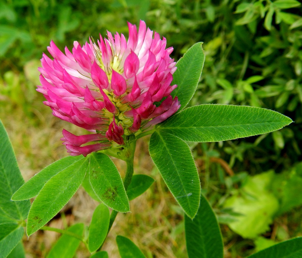 Trifolium medium - metsäapilan normaali kukinta-aika on kesä-elokuu. Kertaalleen niitetyillä niityillä ja pientareilla se saattaa aloittaa uuden kukinnan vielä syyskuussakin. Kukinnot ovat varren tai haaran kärjessä useimmiten yksittäin. Teriö on lähes aina kirkkaan- tai tummanpunainen. EH, Hämeenlinna, Loimalahti, Hirsimäki, Näsiäntien varrella olevan pihamaan niittyalue, 3.9.2011. Copyright Hannu Kämäräinen.