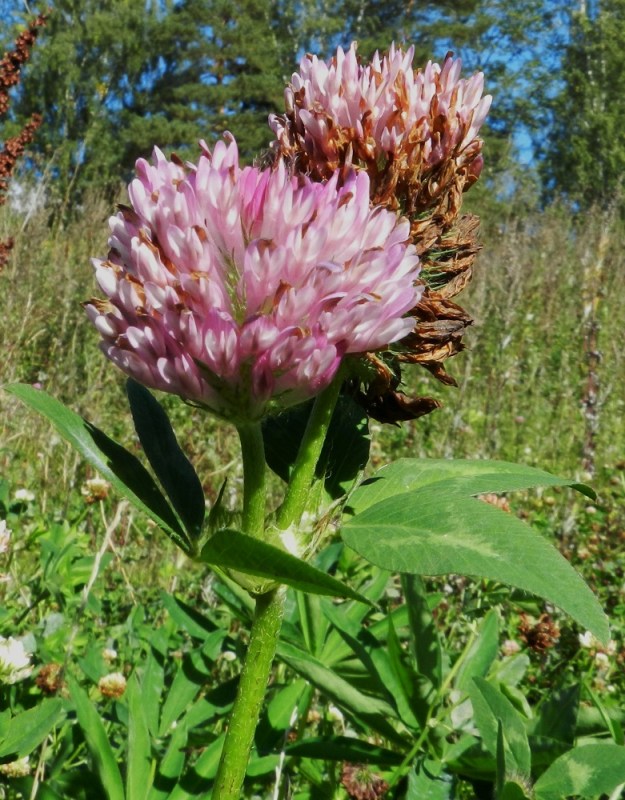 Trifolium pratense - puna-apilan muunnoksella, peltopuna-apilalla on kukinnoissa vaihtelevuutta. Kukintoja voi olla varren tai haaran kärjessä yksi tai aika usein kaksikin rinnakkain. Kukinnot ovat perättömiä tai kuvan tavoin lyhytperäisiä. Kukinto voi ainakin aluksi olla pyöreä mutta kehittyy myöhemmin usein pitkänomaiseksi, jolloin se on enimmillään noin 50 mm pitkä ja vain noin 20-25 mm leveä. Varsi on paksu, ontto ja enintään yläosastaan harvakarvainen. EH, Hämeenlinna, Hattelmala, Helsingin ja Tampereen väliseltä moottoritieltä (E12) Turun Valtatielle (tie 10) laskeutuvan läntisemmän rampin laitaruohikko, 9.9.2012. Copyright Hannu Kämäräinen.