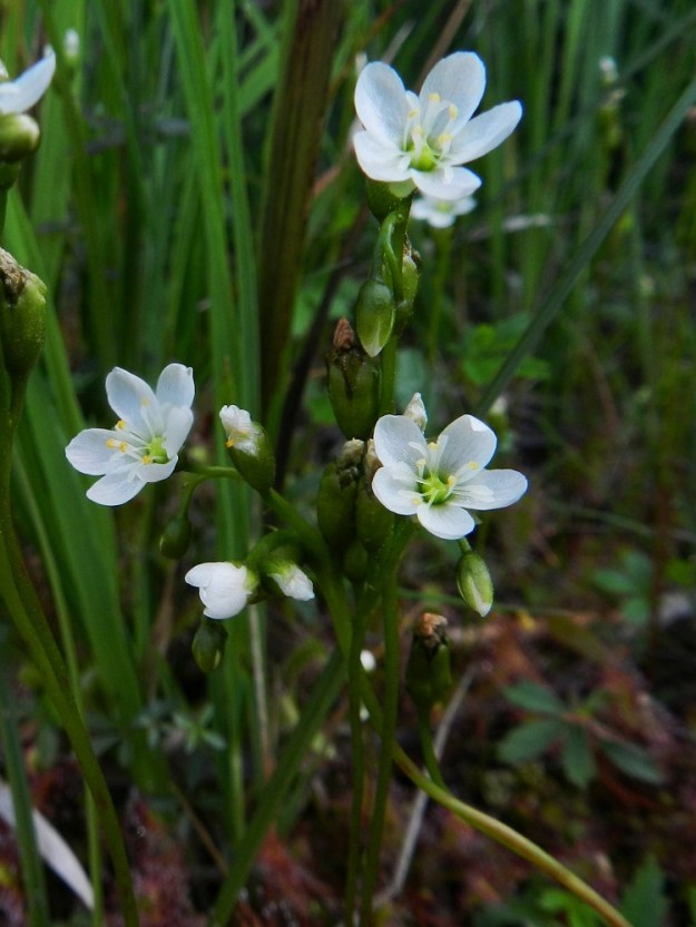 Drosera anglica - pitkälehtikihokin teriö on säteittäinen, valkoinen ja tavallisesti noin 9-12 mm leveä. Terälehtiä on viisi. Normaali kukinta-aika on kesä-heinäkuu. PK, Juuka, Kopravaara, Kopravaarantien länsipuolella oleva Valkealampi, koillispuoli, Akanlahden ranta leirintäalueen kohdalla, 11.7.2011. Copyright Hannu Kämäräinen.