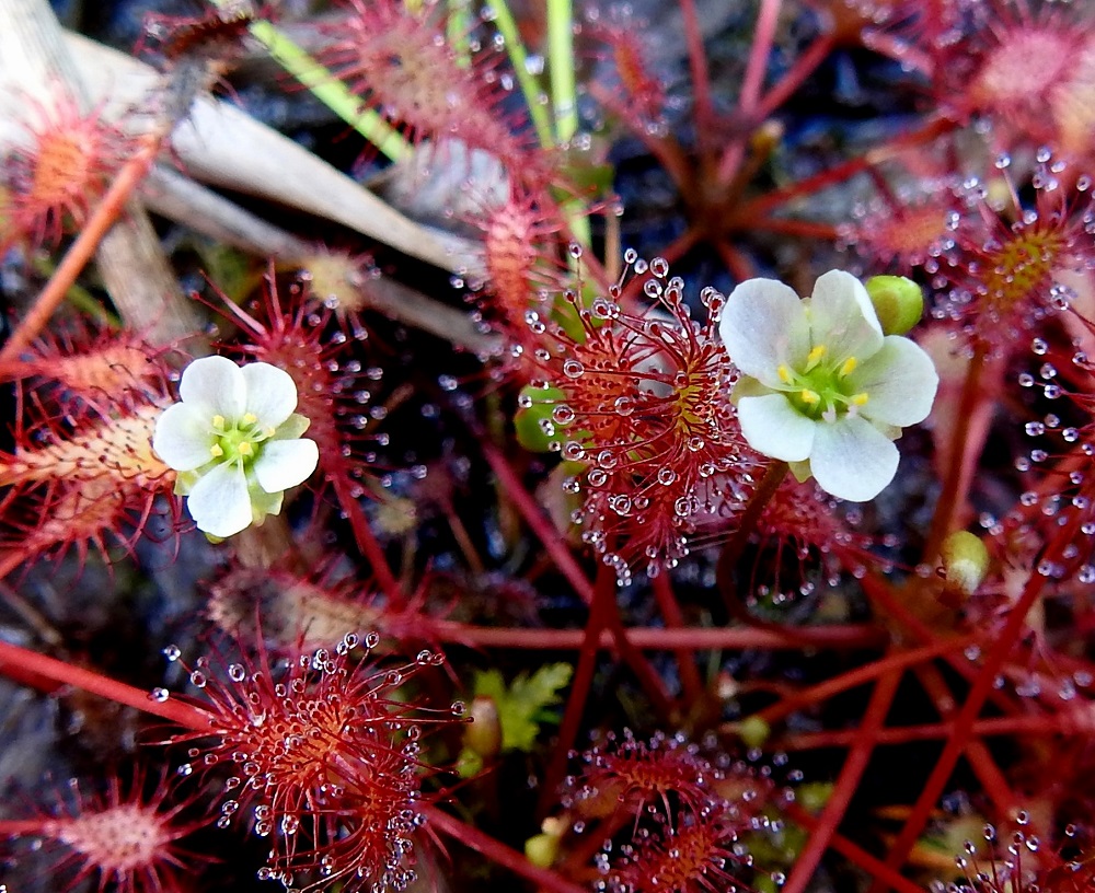 Drosera intermedia - pikkukihokin teriö on säteittäinen, valkoinen ja tavallisesti noin 6-8 mm leveä. Se on avoinna vain lyhyen aikaa aurinkoisella säällä. Terälehtiä on viisi. Ne ovat soikeat, rinnakkaiset tai hieman lomittaiset ja kärjestään pyöreä- tai tylppäpäiset. Normaali kukinta-aika ajoittuu kesä- ja heinäkuulle. 16.7.2026. Copyright Hannu Kämäräinen.