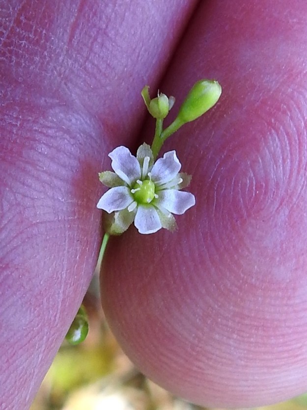 Drosera rotundifolia - pyöreälehtikihokin valkoinen teriö on minikokoinen ja selvästi toisen yleisen kihokin, pitkälehtikihokin, D. anglica, teriötä pienempi. Kuvassa mittakaavana ovat kuvaajan sormet, joista oikealla olevan etusormen leveys on teriön kohdalla 20 mm. EH, Hämeenlinna, Pullerinmäki, Ahvenistonharjun juurella olevan Kahtoilammen luoteispään rantasuo, 11.7.2021. Copyright Hannu Kämäräinen.