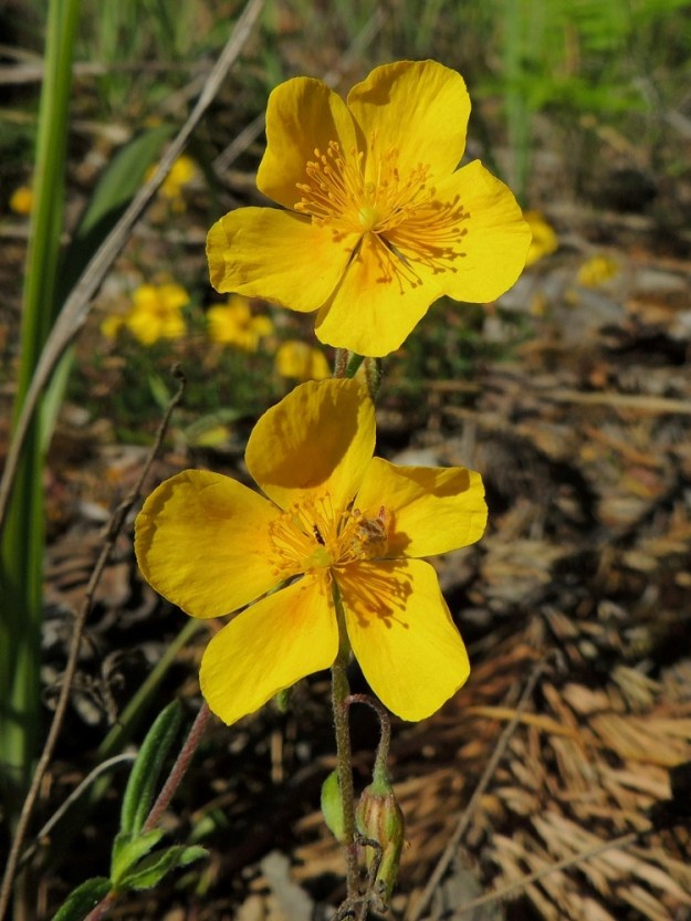 Helianthemum nummularium - kultapäivännoudon kukat ovat kaksineuvoiset. Teriössä on viisi terälehteä, ja se on säteittäinen, keltainen, ja tavallisesti noin 17-30 mm läpimitaltaan. A, Sund, Tosarby, Bomarsundiin vievän maantien (tie 2) laitaketo noin 1 km Tosarbyn tienhaarasta itään, 10.6.2014. Copyright Hannu Kämäräinen.