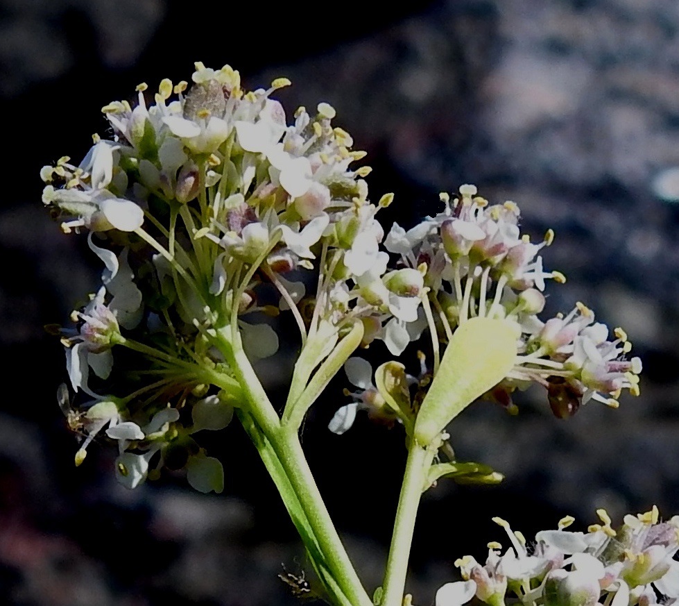Lepidium latifolium - isokrassin kukat ovat tukilehdettömät. Kukkaperä on kalju ja yleensä noin 3-6 mm pitkä. 4.8.2026. Copyright Hannu Kämäräinen.