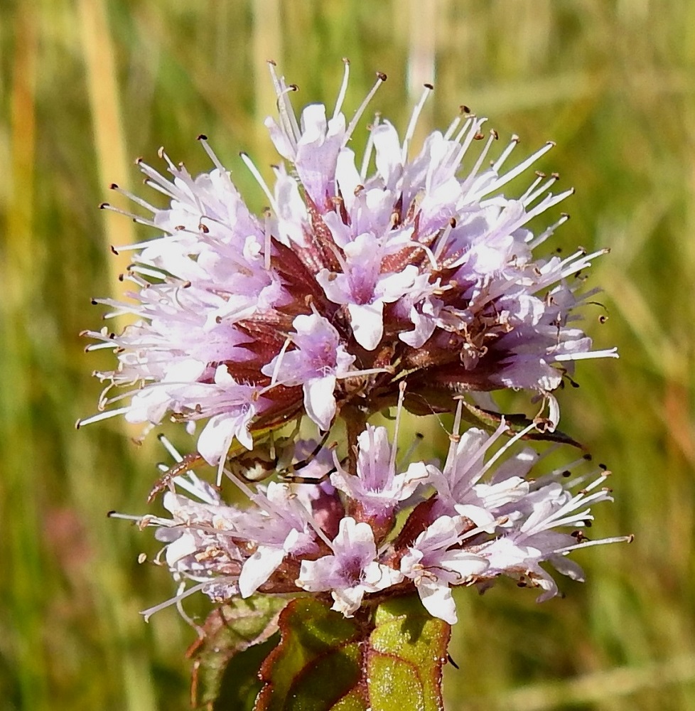 Mentha aquatica subsp. litoralis - merivesimintun teriön torviosa on sisältä kalju tai karvainen. Liuskat ovat päältä karvaiset ja sisältä kaljut. Kukassa on neljä hedettä. Ne ovat kiinnittyneet torven yläosaan ja varisevat teriön mukana. Heteet ovat noin 5-6 mm pitkät ja yltävät selvästi teriön yläpuolelle. Emi on yksivartaloinen ja kaksiluottinen. Se yltää samalle tasolle heteiden kanssa. Kuvassa emin vartalot luotteineen näkyvät parhaiten kukinnon alaosassa ja oikealla sivulla. 8.8.2026. Copyright Hannu Kämäräinen.