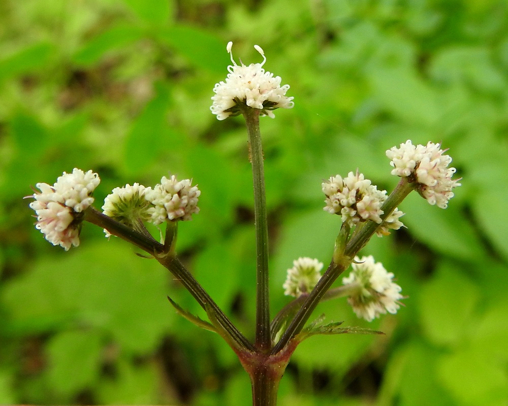 Sanicula europaea - (euroopan)haavayrtin pikkusarjojen uloimmat perät ovat suorat ja yleensä noin 5-25 mm pitkät. Perien tyvellä ovat suojuslehdet, jotka ovat liuskaiset ja/tai hampaiset, suikeahkot ja pysyvät sekä yleensä noin 3-15 mm pitkät. Pikkusarjojen tyvellä on kukkia vastaava lukumäärä suojuslehtiä, jotka ovat suikeahkot, kapean kalvolaitaiset ja pysyvät sekä noin 1-2 mm pitkät ja noin 0,2-0,5 mm leveät. 18.6.2023. Copyright Hannu Kämäräinen.