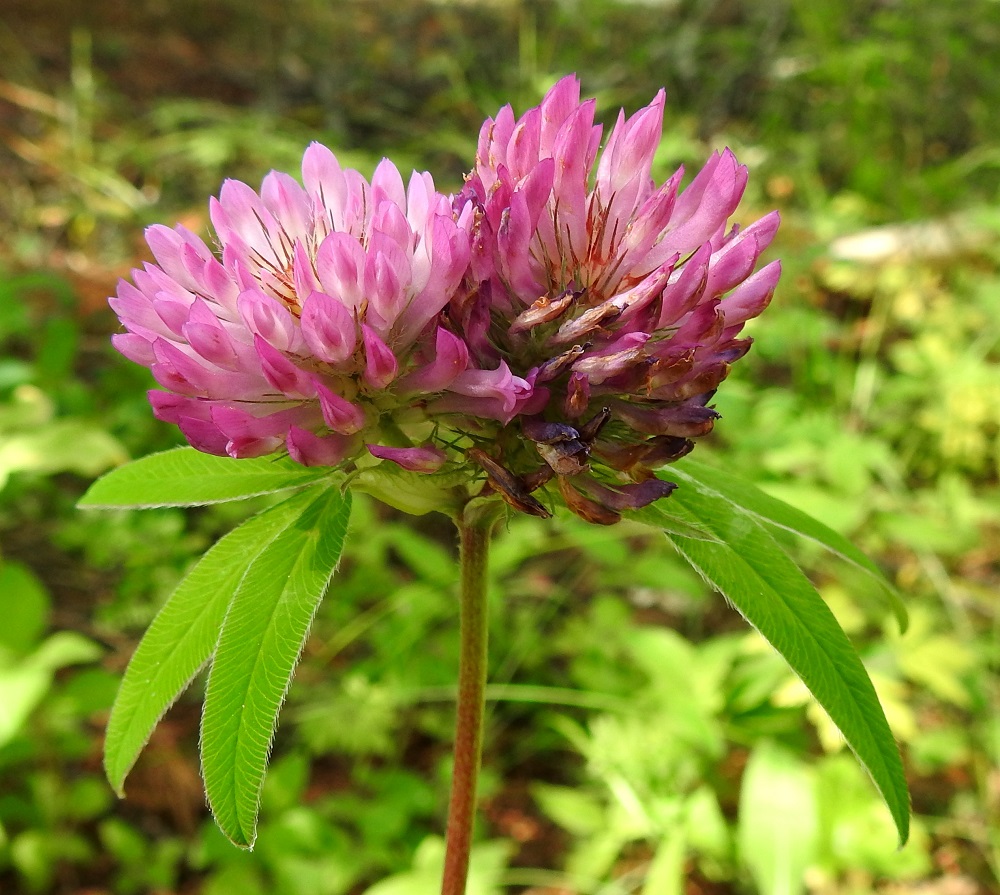 Trifolium medium - metsäapilan vallitsevasta yksikukintoisuudesta huolimatta kukintoja voi toisinaan olla varren kärjessä kaksi rinnakkain. Joskus teriön puna on vaaleasävyinen. EH, Hämeenlinna, Lammi, Evo, Padasjoentien (tie 53) osittain ruohostopohjainen laitametsä Opistotien risteyksen lounaispuolella, 13.7.2024. Copyright Hannu Kämäräinen.