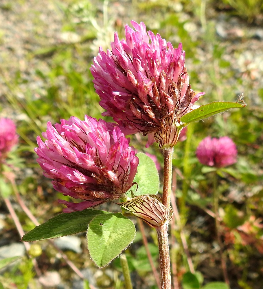 Trifolium pratense - puna-apilan kukintojen värisävy vaihtelee. Voimakkaimmillaan se on nimen mukaisesti punainen. Lehdet ovat ruodilliset ja korvakkeelliset. Korvakkeet ovat noin 10-35 mm pitkät, puikeat, vihreät - ruskehtavat ja tummempisuoniset sekä kaljut tai latvaosassa erityisesti laidoiltaan pitkäkarvaiset. Ne ovat suurimman osan pituudestaan ruodin kanssa yhdiskasvuiset. Kärki on otamainen ja noin 2-5 mm pitkä. EH, Hämeenlinna, Majalahti, Louhoksentien varren maanläjitysalueen itäpää, tasattu lakialue, joka kehittymässä niityksi, 21.6.2022. Copyright Hannu Kämäräinen.