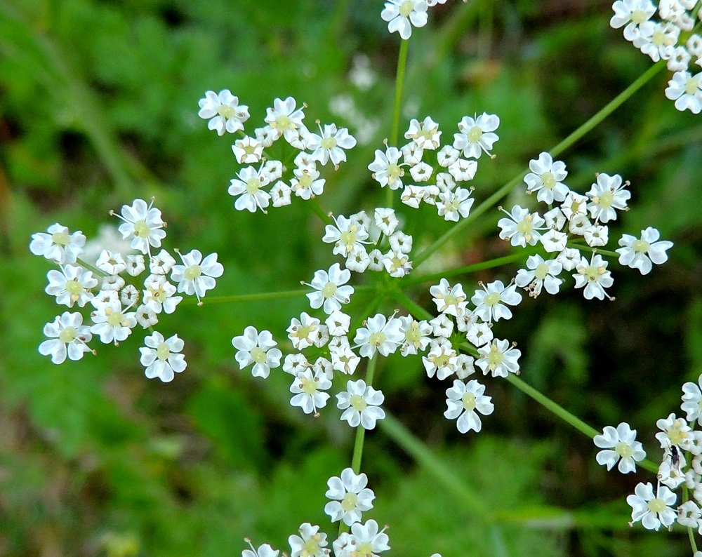 Carum carvi - (mauste)kuminan teriö on säteittäinen ja noin 2,5-3 mm leveä. Terälehtiä on viisi, ja ne ovat symmetriset, lovikärkisyytensä vuoksi lähinnä vastaherttamaiset sekä useimmiten noin 1-1,5 mm pitkät ja noin pituutensa levyiset. Terälehden lovi johtuu pienestä, pituuteen vaikuttamattomasta kärkinipukasta, joka on kääntynyt tiiviisti tyveen päin. Heteitä on viisi, ja niiden palhot ovat noin 1,5-2 mm pitkät ja valkoiset. EH, Hämeenlinna, Loimalahti, Hirsimäki, omakotialue, Näsiäntien varren niityksi kehittynyt pihanurmialue, 18.6.2013. Copyright Hannu Kämäräinen.