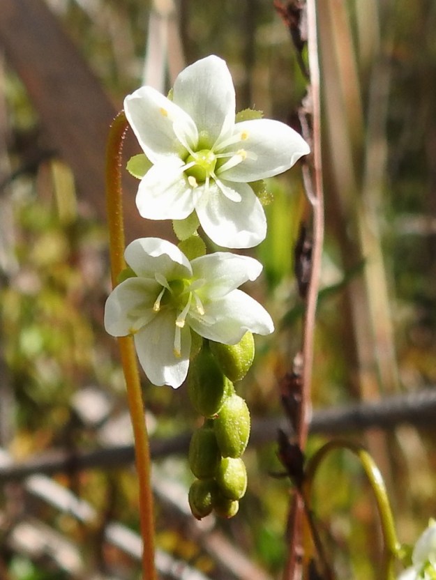 Drosera anglica - pitkälehtikihokin terälehdet ovat soikeat, osittain lomittaiset ja kärjestään pyöreä- tai tylppäpäiset sekä yleensä noin 4,5-6 mm pitkät ja leveimmältä kohtaa noin 2,5-3 mm leveät. EH, Hattula, Hyrvälä, Kuivajärvi-lammen eteläpään lounaissivu, rimpinen rantaneva, luonnonsuojelualue, 22.6.2026. Copyright Hannu Kämäräinen.