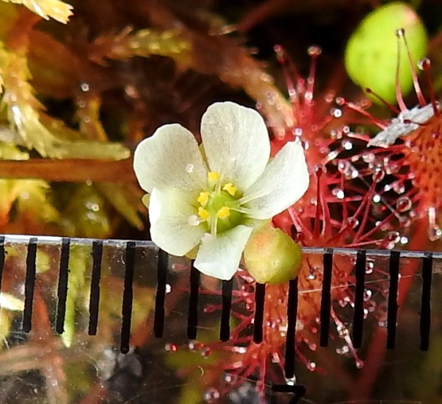 Drosera intermedia - pikkukihokin terälehdet ovat yleensä noin 3-4 mm pitkät ja leveimmältä kohtaa noin 2-2,5 mm leveät. Kaksineuvoisessa kukassa on viisi hedettä, joiden palhot ovat valkoiset ja ponnet aktiivisina keltaiset. Sikiäin on kehänpäällinen ja pallomainen. Sen kärjessä on yleensä kolme, harvemmin kaksi, neljä tai jopa viisi erillistä ja valkoista emin vartaloa, jotka ovat lähes tyveen saakka haarautuneet. Molempien haarojen kärjessä on valkoinen luotti. 16.7.2026. Copyright Hannu Kämäräinen.