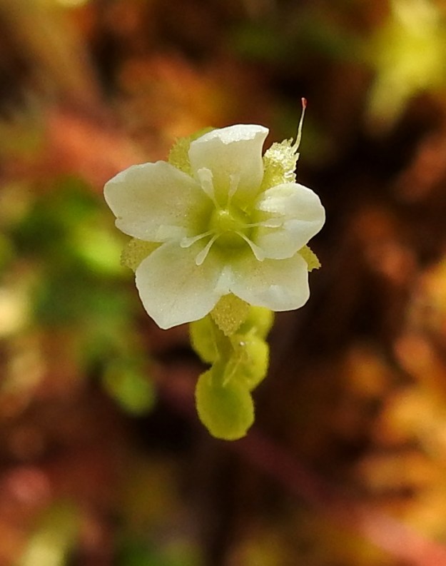 Drosera rotundifolia - pyöreälehtikihokin teriö on säteittäinen ja tavallisesti noin 5-7 mm leveä. Kuvassa olevan teriön leveys on 6 mm. Terälehtiä on viisi. Ne ovat soikeat, rinnakkaiset tai hieman lomittaiset, kuten kuvassa ja kärjestään pyöreä- tai tylppäpäiset sekä yleensä noin 2,5-4 mm pitkät ja leveimmältä kohtaa noin 1,3-2,5 mm leveät. Kuvan terälehdet ovat noin 3,5 mm pitkät ja noin 2-2,3 mm leveät. Verhiönliuskat ovat kärkiosastaan nystyreunaiset. Kuvan kukan erikoisuutena on yhdessä kärkiliuskassa oleva karva, joka on samantyyppinen kuin lehtien karvat mutta valkovartinen. EH, Hattula, Hyrvälä, Kuivajärvi-lammen eteläpään rimpinen rantaneva lähellä vesirajaa, luonnonsuojelualue, 16.7.2026. Copyright Hannu Kämäräinen.