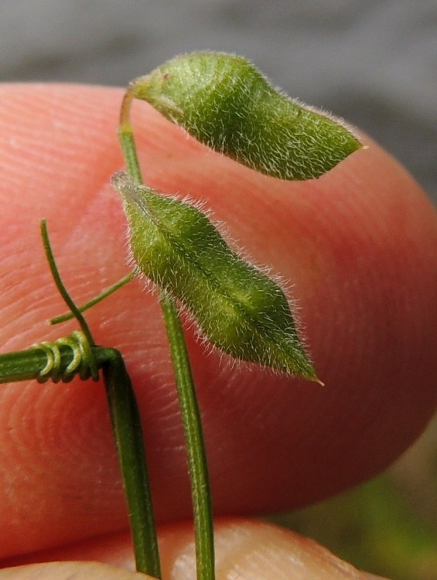 Ervilia hirsuta - peltovirvilän palko on pullea ja selvästi kaksisiemeninen. Mäkivirvilän palko on kalju ja nelisiemeninen. 1.8.2015. Copyright Hannu Kämäräinen.