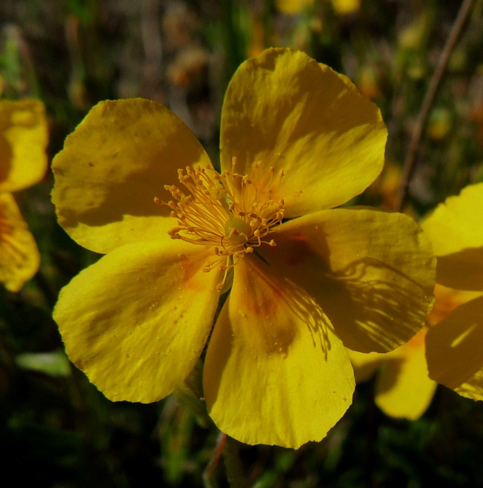 Helianthemum nummularium - kultapäivännoudon terälehdet ovat leveähkön vastapuikeat, tylppäkärkiset ja tyveltään kapeaksi kynneksi kapenevat sekä yleensä noin 8-15 mm pitkät sekä leveimmältä kohtaa noin 7-14 mm leveät. Niiden tyvellä on usein oranssi läikkä. Sikiäin on kehänpäällinen, lähes pallomainen ja noin 1,5-2 mm pitkä. Sen kärjessä oleva emin vartalo luotteineen on noin 3-4 mm pitkä. Luotti on nuppimainen, keltainen ja nystyinen. A, Sund, Tosarby, Bomarsundiin vievän maantien (tie 2) laitaketo noin 1 km Tosarbyn tienhaarasta itään, 10.6.2014. Copyright Hannu Kämäräinen.