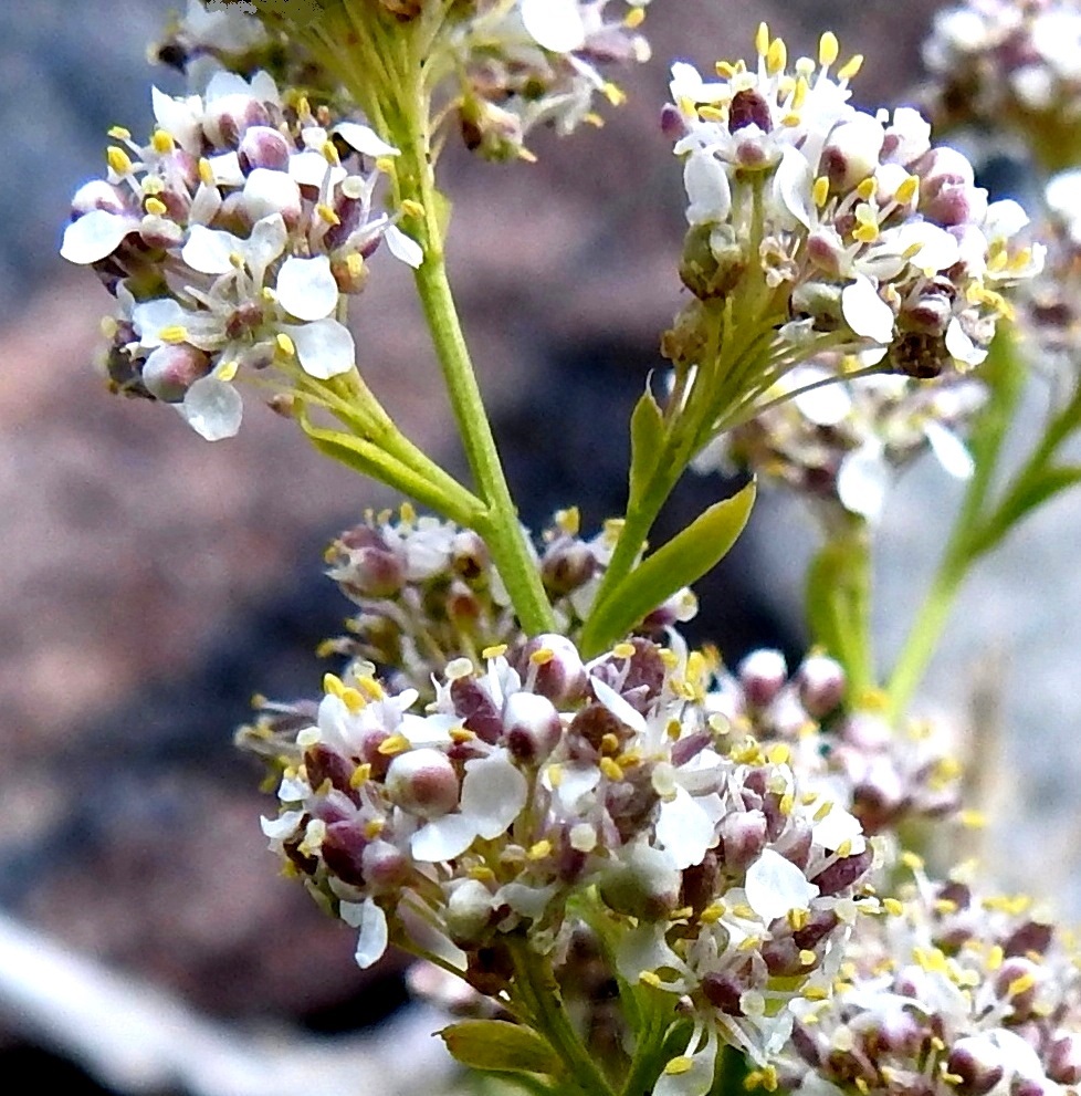 Lepidium latifolium - isokrassin verholehtiä on neljä. Ne ovat soikeahkot, pyöreäpäiset, kuperat ja vihreät - sinipunaiset sekä kalvolaitaiset ja kaljut tai karvaiset. Pituutta niillä on useimmiten noin 0,9-1,5 mm ja leveyttä leveimmältä kohtaa noin 0,4-0,7 mm. Teriö on avoimimmillaan noin 4-5 mm läpimitaltaan. Valkoisia terälehtiä on ristikkäisesti neljä. 4.8.2026. Copyright Hannu Kämäräinen.