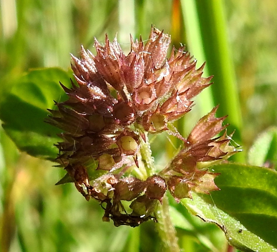 Mentha aquatica subsp. litoralis - merivesimintun hedelmä kehittyy verhiön sisään. Se on ristikkäisesti nelilohkoinen ja noin 2 mm leveä. Lohkot ovat pallomaisesti pyöristyneet, kellan- tai vaaleanruskeat ja noin 1 mm pitkät. 8.8.2026. Copyright Hannu Kämäräinen.