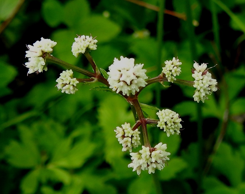 Sanicula europaea - (euroopan)haavayrtin pikkusarjat ovat mykerömäisiä, kuperia ja kukkiessaan läpimitaltaan noin 6-10 mm. Kukkia pikkusarjoissa on yleensä kymmenestä kahteenkymmeneen, ja ne ovat lähes tai aivan perättömät. 10.6.2024. Copyright Hannu Kämäräinen.