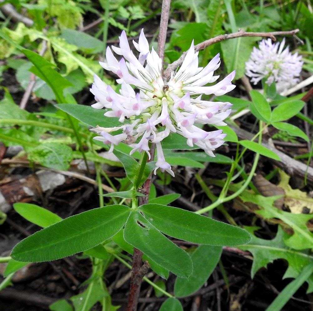 Trifolium medium - metsäapilan teriö voi hyvin harvoin olla myös valkoinen. Kuvassa olevassa kukinnossa vain teriön venho on punertavasävyinen. EH, Kouvola, Kuusankoski, Lamminrannan ja Kasakkakallion välissä olevan Savonsuon entisen, peitetyn teollisuuskaatopaikka-alueen pohjoispuolinen, metsittynyt laitaosa rautatien itäpuolella, 31.7.2017. Copyright Hannu Kämäräinen.