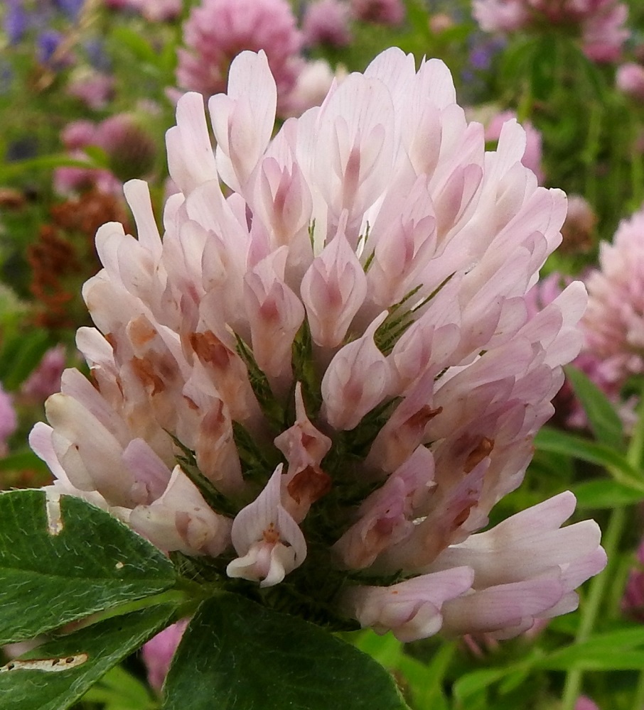 Trifolium pratense - puna-apilan teriöiden väri voi olla myös vaaleanpunainen tai vain hieman punaiseen vivahtava. Verhiö on kellan- tai vaaleanvihreä ja kärjestään viisiliuskainen. Kärkiliuskat ovat rihmamaisen kapeat, vihreät ja noin 2,5-5 mm pitkät. Alin liuska on selvästi muita pitempi. EH, Hämeenlinna, Loimalahti, Sampo, Sammontien varrella oleva niittyalue, 24.7.2017. Copyright Hannu Kämäräinen.