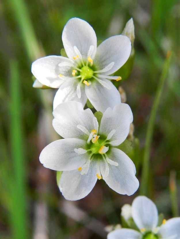 Drosera anglica - pitkälehtikihokin kaksineuvoisessa kukassa on viisi hedettä, joiden palhot ovat valkoiset ja ponnet keltaiset. Sikiäin on kehänpäällinen ja pallomainen. Sen kärjessä on kahdesta viiteen erillistä ja vihertävää emin vartaloa, jotka ovat lähes tyveen saakka haarautuneet. Molempien haarojen kärjessä on valkoinen luotti. PK, Juuka, Kopravaara, Kopravaarantien länsipuolella oleva Valkealampi, koillispuoli, Akanlahden ranta leirintäalueen kohdalla, 11.7.2011. Copyright Hannu Kämäräinen.